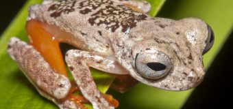 Ribbet Man: New Frog Species Named After Ozzy Osbourne